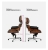 fotel-lounge-big-xl-czarny-orzech-porownanie-ewoodland